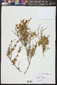 Ephedra torreyana image