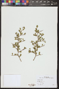Ziziphus parryi image