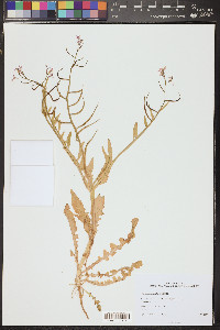 Chorispora tenella image