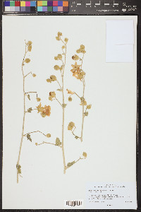 Sphaeralcea ambigua image