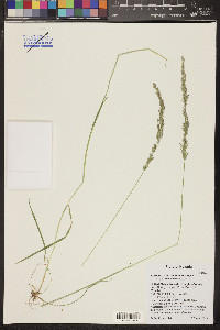 Agrostis exarata image