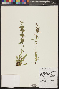 Penstemon atwoodii image