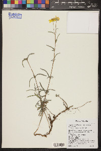 Heliomeris multiflora var. nevadensis image