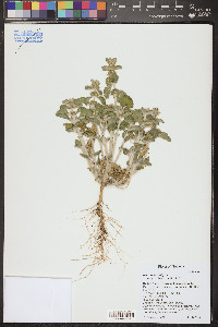Marrubium vulgare image