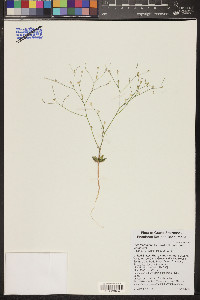 Aliciella leptomeria image