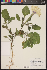 Datura discolor image