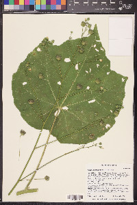 Abutilon mollicomum image