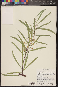 Acacia salicina image