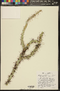 Cylindropuntia acanthocarpa image