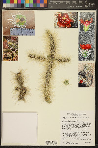 Cylindropuntia chuckwallensis image