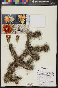 Cylindropuntia chuckwallensis image