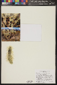 Cylindropuntia bigelovii image