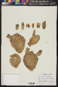 Opuntia polyacantha var. polyacantha image