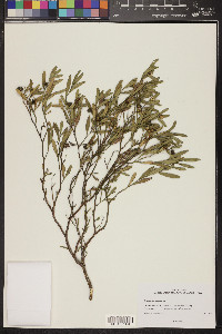 Cneorum tricoccon image