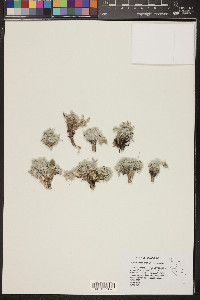 Oxytropis oreophila image
