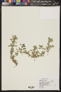 Amaranthus blitoides image