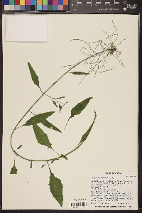 Thelypodium wrightii image