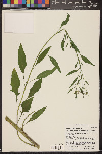 Thelypodium wrightii image