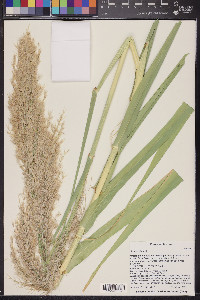 Arundo donax image