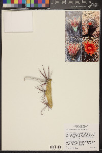 Ferocactus peninsulae image