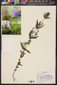 Gentianella amarella subsp. acuta image