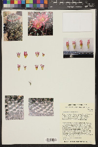 Mammillaria sempervivi image