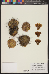 Opuntia polyacantha var. polyacantha image