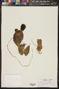 Opuntia polyacantha var. polyacantha image