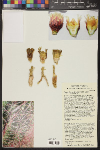 Ferocactus cylindraceus image