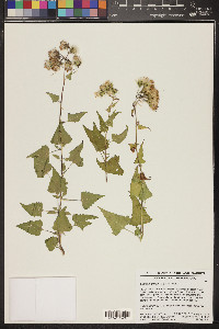 Brickellia grandiflora image