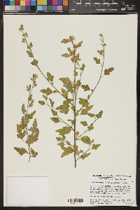 Sphaeralcea emoryi image