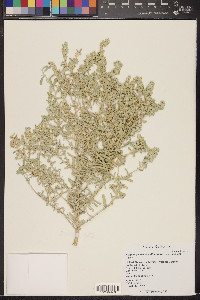 Atriplex canescens var. laciniata image