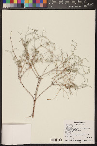 Eriogonum nummulare image