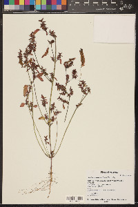 Acalypha neomexicana image