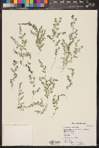 Euphorbia serpens image