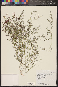 Euphorbia abramsiana image