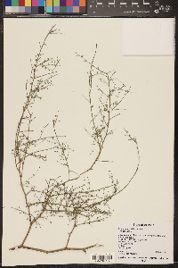 Eriogonum deflexum image