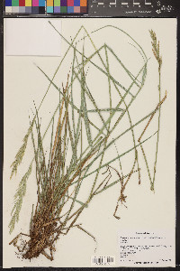 Pascopyrum smithii image