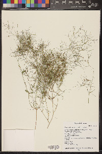 Boerhavia coulteri image