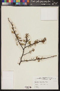 Acacia constricta image