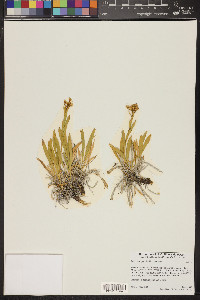 Petradoria pumila image