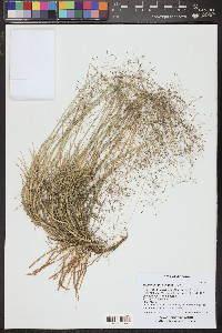 Muhlenbergia pungens image
