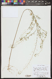 Descurainia longepedicellata image