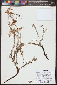 Eriogonum microthecum var. simpsonii image