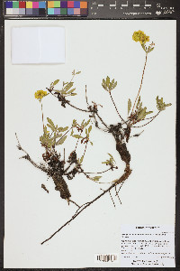 Eriogonum umbellatum var. subaridum image
