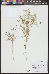 Stephanomeria exigua image
