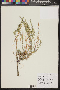 Artemisia bigelovii image