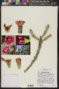 Cylindropuntia imbricata image