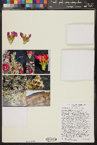 Cylindropuntia imbricata image