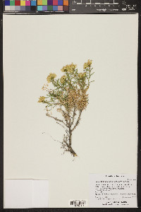 Chrysothamnus greenei image